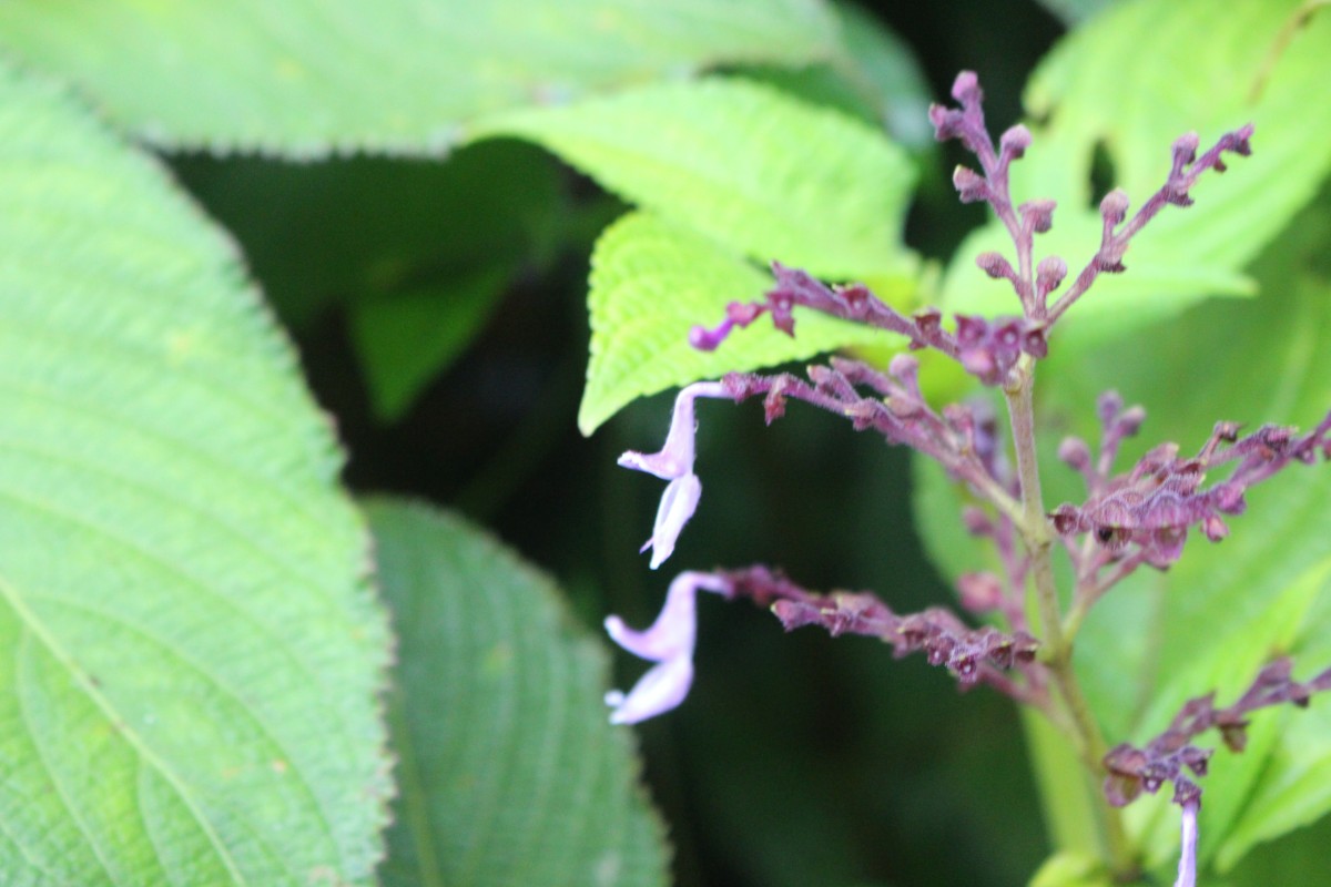 Plectranthus